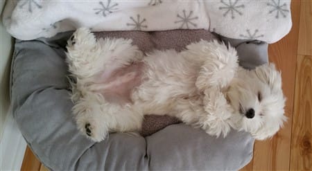 maltese-dog-sleeping-on-bed